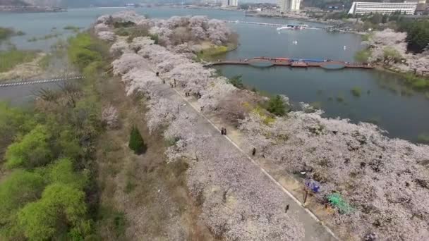 Vista Aérea Las Flores Cerezo Floreciendo Bomun Park Gyeongju Corea — Vídeos de Stock