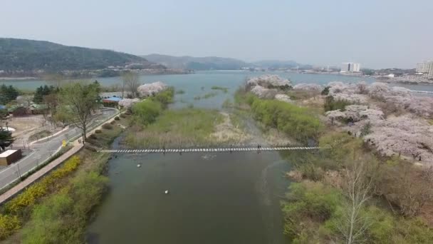 环球公园樱花盛开的空中景观 韩国庆州 — 图库视频影像