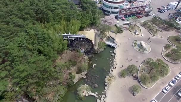 Aerial View Cherry Blossoms Blooming Bomun Park Gyeongju South Korea — 비디오