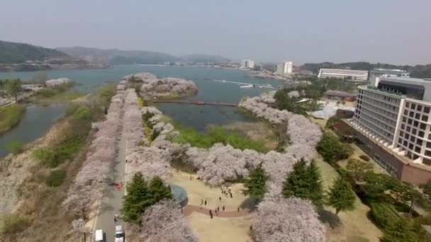 环球公园樱花盛开的空中景观 韩国庆州 — 图库视频影像