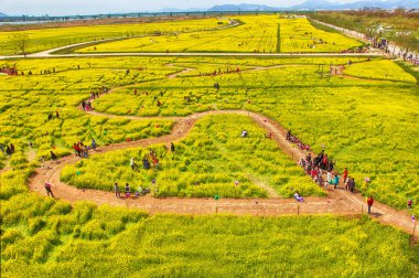 Daejeo Ekoloji Parkı, Busan, Güney Kore, Asya 'da Yuchae Canola Çiçek Festivali
