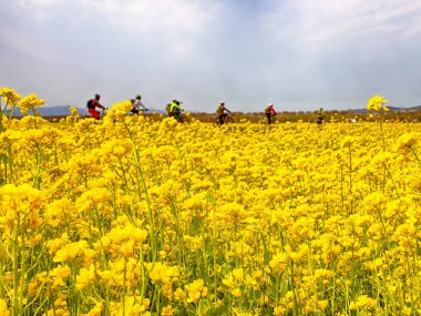 Daejeo Ekoloji Parkı, Busan, Güney Kore, Asya 'da Yuchae Canola Çiçek Festivali