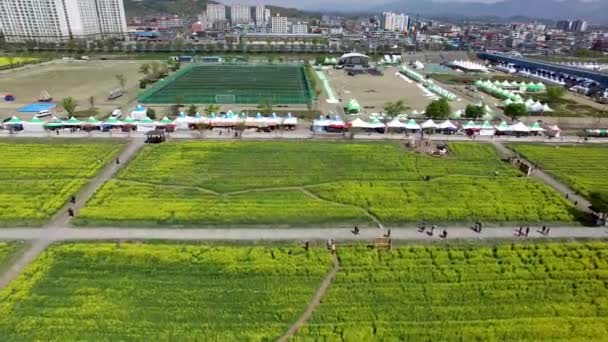 Vista Aérea Del Yuchae Canola Flower Festival Namji Changnyeong Gyeongnam — Vídeos de Stock