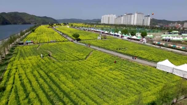 Vista Aérea Del Yuchae Canola Flower Festival Namji Changnyeong Gyeongnam — Vídeos de Stock