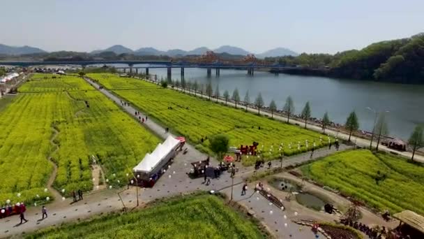 Vista Aérea Yuchae Canola Flower Festival Namji Changnyeong Gyeongnam Coreia — Vídeo de Stock