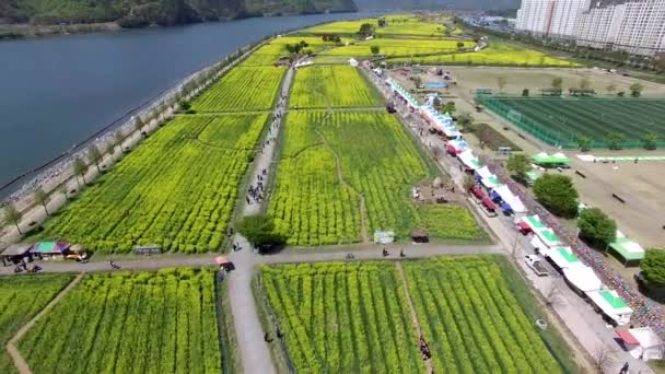 Aerial View Yuchae Canola Flower Festival Namji Changnyeong Gyeongnam South — Stock Video