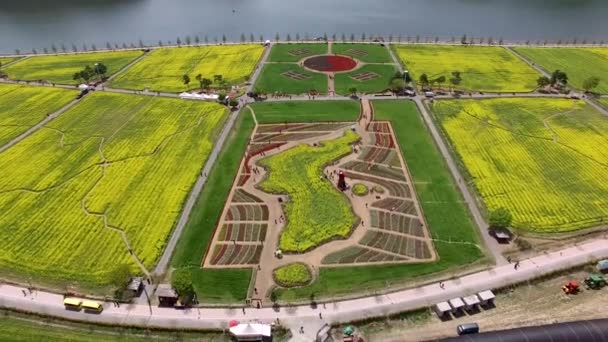 Vista Aérea Del Yuchae Canola Flower Festival Namji Changnyeong Gyeongnam — Vídeos de Stock