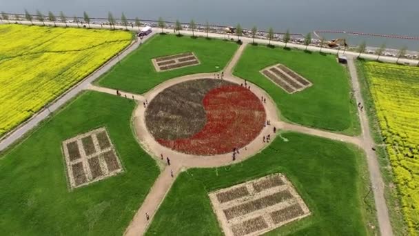 Vista Aérea Del Yuchae Canola Flower Festival Namji Changnyeong Gyeongnam — Vídeo de stock