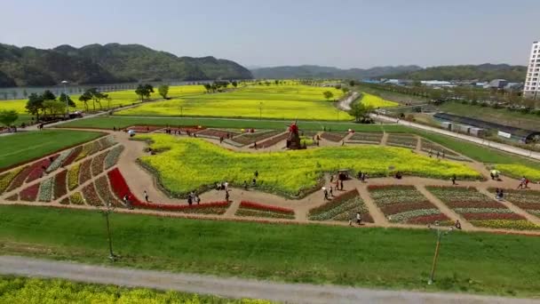 Vista Aérea Del Yuchae Canola Flower Festival Namji Changnyeong Gyeongnam — Vídeos de Stock