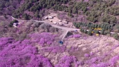 Hwawangsan Dağı, Changnyeong, Gyeongnam, Güney Kore, Asya 'da açan Jindallae Azalea Hava Görüntüsü