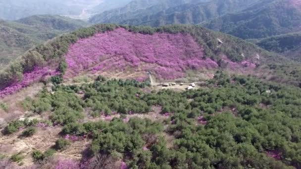 Widok Lotu Ptaka Jindallae Azalea Kwitnąca Górze Hwawangsan Changnyeong Gyeongnam — Wideo stockowe