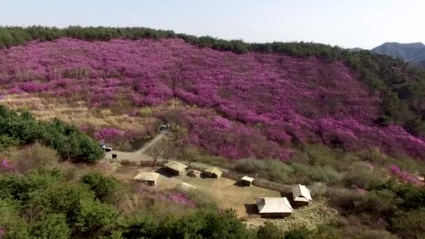 Luchtfoto Van Jindallae Azalea Bloeiend Hwawangsan Mountain Changnyeong Gyeongnam Zuid — Stockvideo