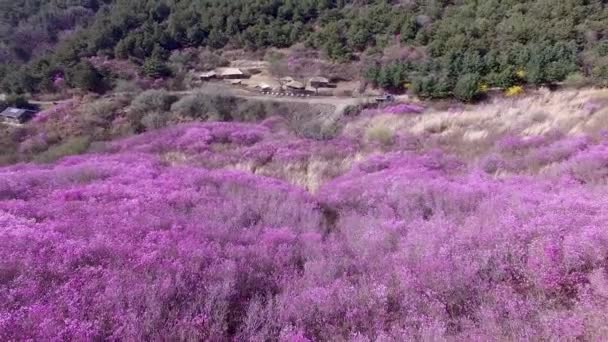 Aerial View Jindallae Azalea Blooming Hwawangsan Mountain Changnyeong Gyeongnam South — 비디오