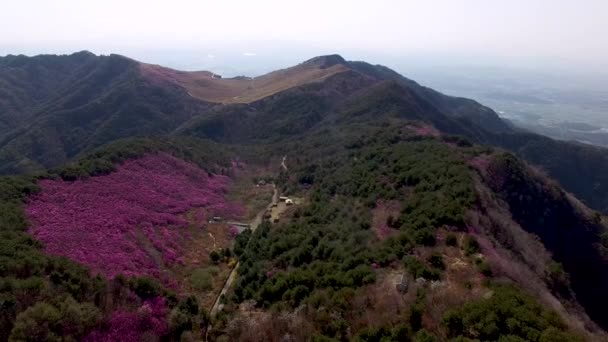 Letecký Pohled Květ Jindallae Azalea Horách Hwawangsan Changnyeong Gyeongnam Jižní — Stock video