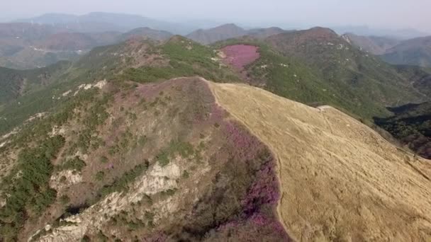 Luchtfoto Van Jindallae Azalea Bloeiend Hwawangsan Mountain Changnyeong Gyeongnam Zuid — Stockvideo