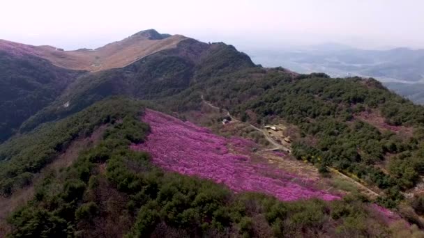 Αεροφωτογραφία Της Jindallae Azalea Που Ανθίζει Στο Βουνό Hwawangsan Changnyeong — Αρχείο Βίντεο