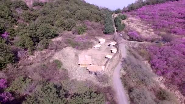 Hwawangsan Dağı Changnyeong Gyeongnam Güney Kore Asya Açan Jindallae Azalea — Stok video
