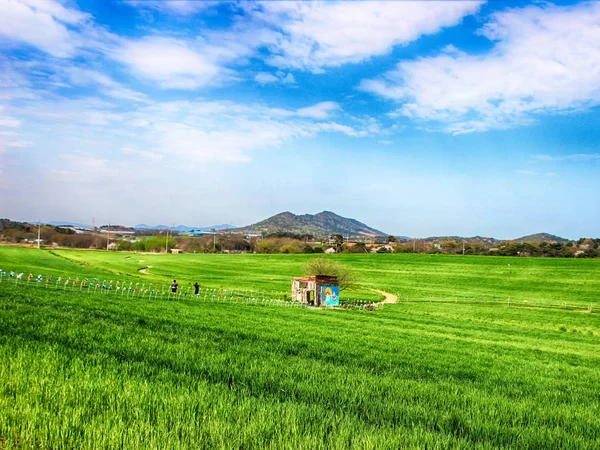 Paisagem de Gochang Hakwon Blue Barley Farm, Jeonbuk, Coreia do Sul, Ásia . — Fotografia de Stock