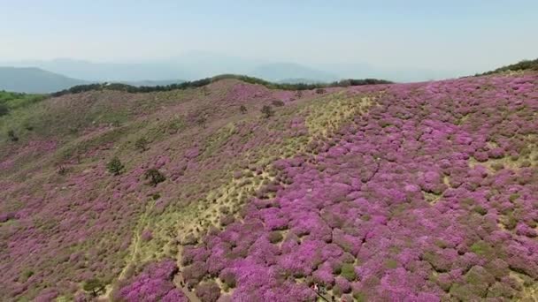 Widok Lotu Ptaka Hwangmaesan Mountain Hapcheon Gyeongnam Korea Południowa Azja — Wideo stockowe