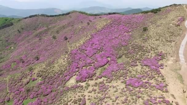 Luchtfoto Van Hwangmaesan Mountain Hapcheon Gyeongnam Zuid Korea Azië — Stockvideo