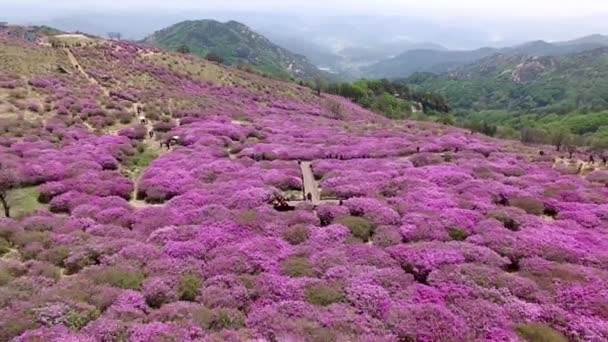Flygfoto Över Hwangmaesan Mountain Hapcheon Gyeongnam Sydkorea Asien — Stockvideo