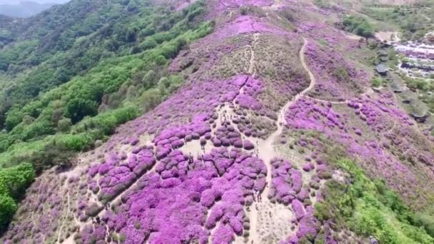 Luftaufnahme Des Hwangmaesan Berges Hapcheon Gyeongnam Südkorea Asien — Stockvideo
