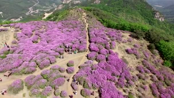 Hwangmaesan Dağı Hapcheon Gyeongnam Güney Kore Asya — Stok video