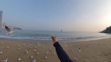 Seagulls in Haeundae Beach, Busan, South Korea Asia.