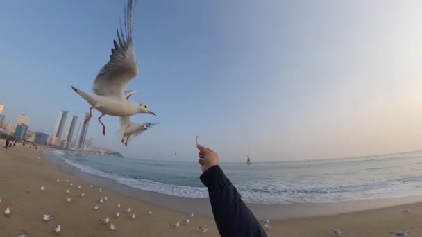 Burung Camar Pantai Haeundae Busan Korea Selatan Asia — Stok Video