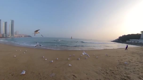 Gaivotas Baja California México — Vídeo de Stock