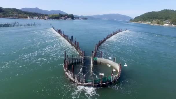 Ançüez Balığı Tuzağı Jukbangryeom Namhae Gyeongnam Güney Kore Asya — Stok video