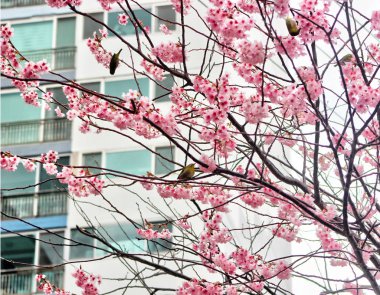 Busan, Güney Kore, Asya 'da Kiraz Çiçeği Çiçeği ve Dongbaksae Camelia kuşu.