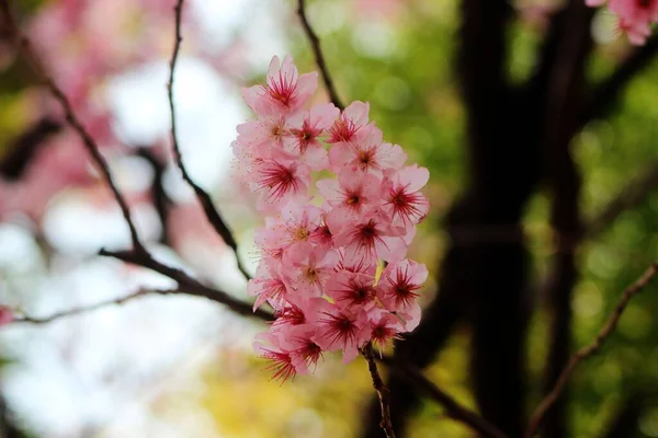 南韩釜山白华学校的樱花盛开 — 图库照片