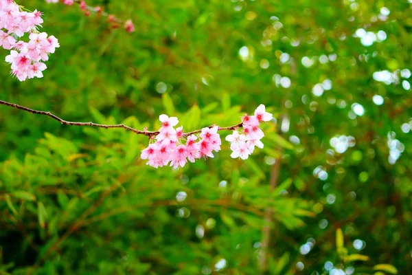 Glada Blommor Blommar Baehwa Skolan Busan Sydkorea Asien — Stockfoto