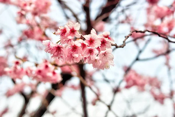 南韩釜山白华学校的樱花盛开 — 图库照片