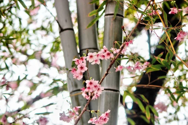 南韩釜山白华学校的樱花盛开 — 图库照片