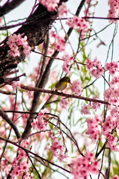 Cherry Blossom Blooming Dongbaksae Camelia Bird Busan South Korea Asia — Stock Photo, Image