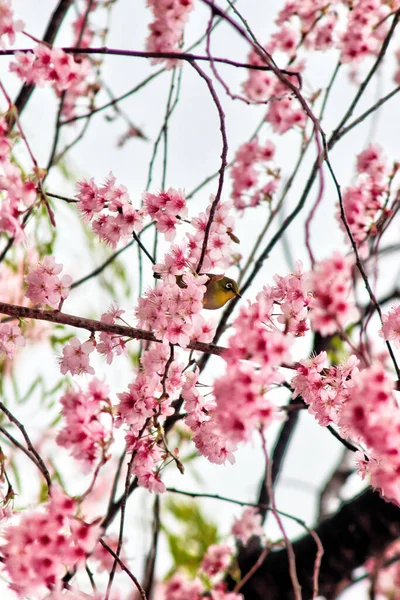 Cherry Blossom Blooming Dongbaksae Camelia Bird Busan South Korea Asia — Stock Photo, Image