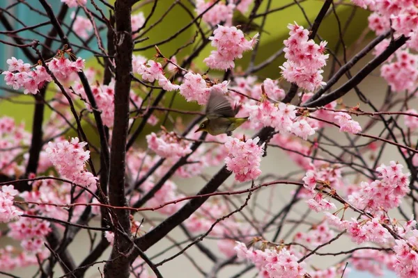 Cherry Blossom Blooming Dongbaksae Camelia Bird Busan South Korea Asia — Stock Photo, Image