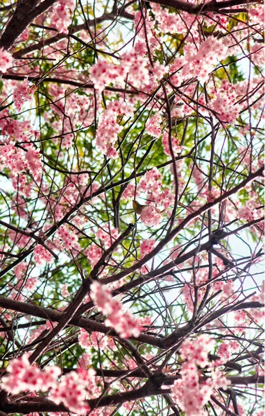 Fiore Ciliegio Fioritura Dongbaksae Camelia Uccello Busan Corea Del Sud — Foto Stock