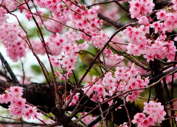 Cherry Blossom Blooming Dongbaksae Camelia Bird Busan South Korea Asia — Stock Photo, Image