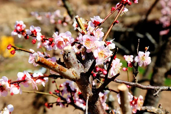 Pruimenbloesems Bloeien Sunmaewon Yangsan Gyeongnam Zuid Korea Azië — Stockfoto