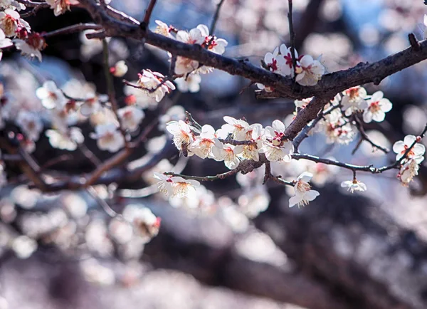 Plum Blossoms Blooming Sunmaewon Yangsan Gyeongnam South Korea Asia — Stock Photo, Image