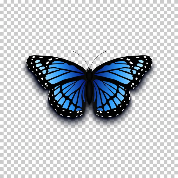 Icono realista mariposa . — Archivo Imágenes Vectoriales