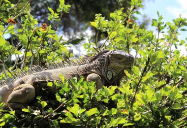 Doğada, bir ağaç dalı üzerinde oturan iguana Iguana
