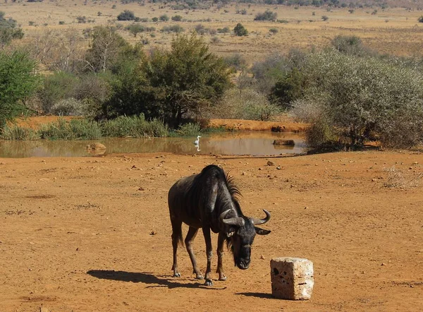 Mavi Wildebeest, Pilanesberg, Güney tuz yalama Afrika,
