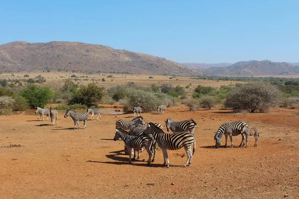 Zebras at Pilanesberg, South Africa