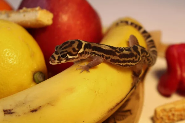 Meyve üzerinde Gecko-Banana üzerinde orta Amerikan Banded Gecko kadın
