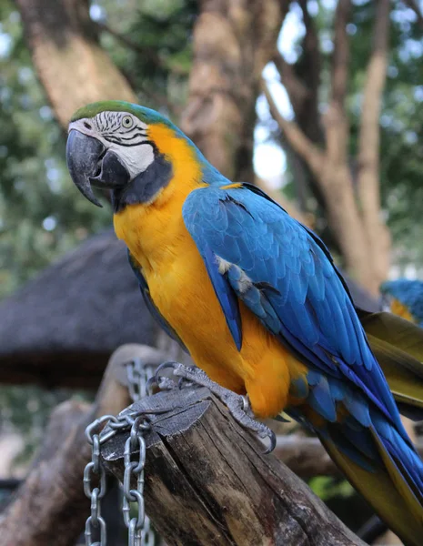 Niebieski Żółty Ara Ara Ararauna Parku Ptaków Republice Południowej Afryki — Zdjęcie stockowe