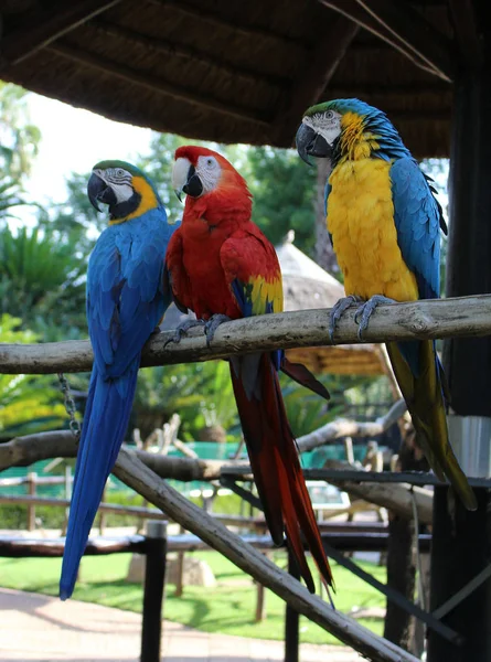 Mavi-sarı ara (Ara ararauna) Güney Afrika'da bir kuş Parkı